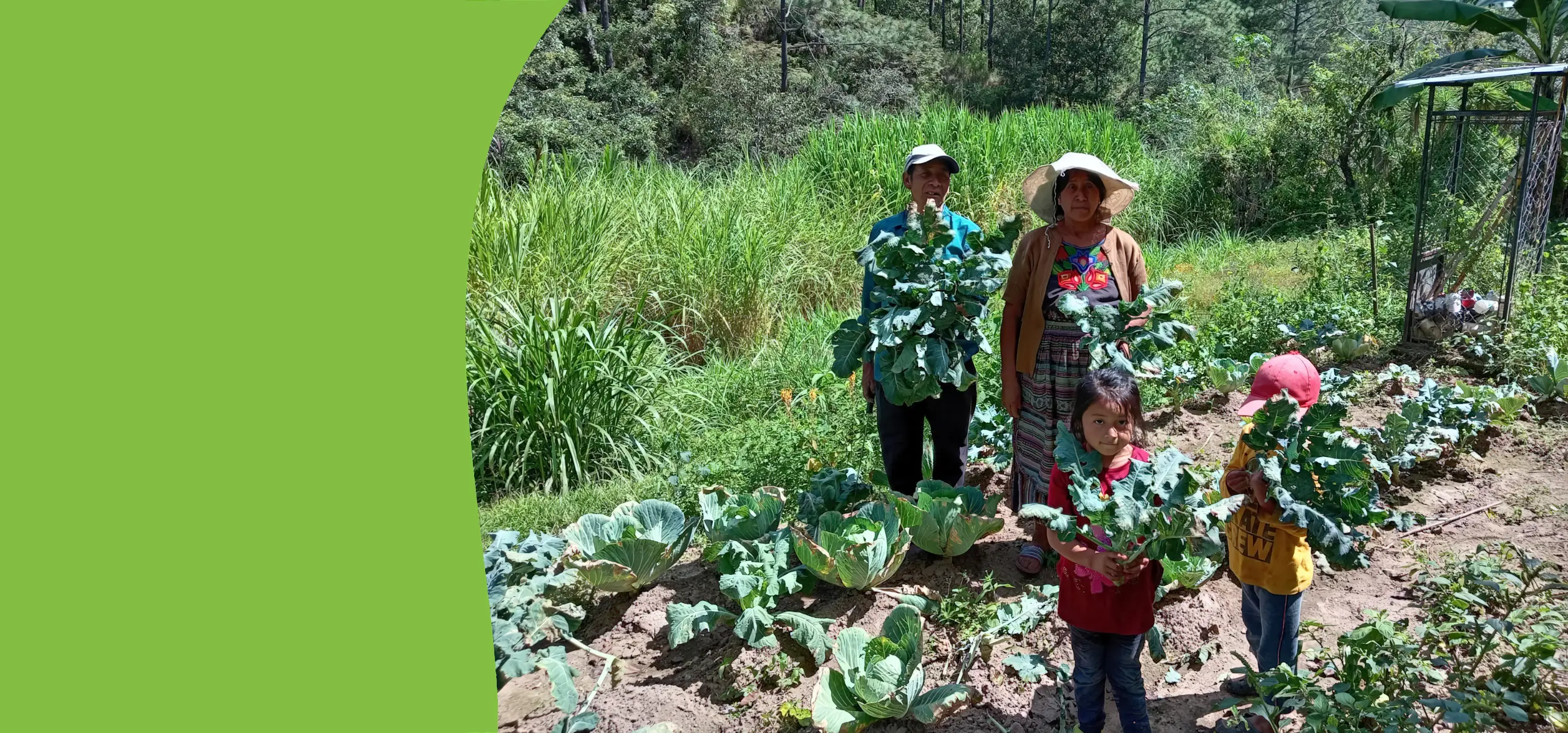 Air Guatemala Harvest