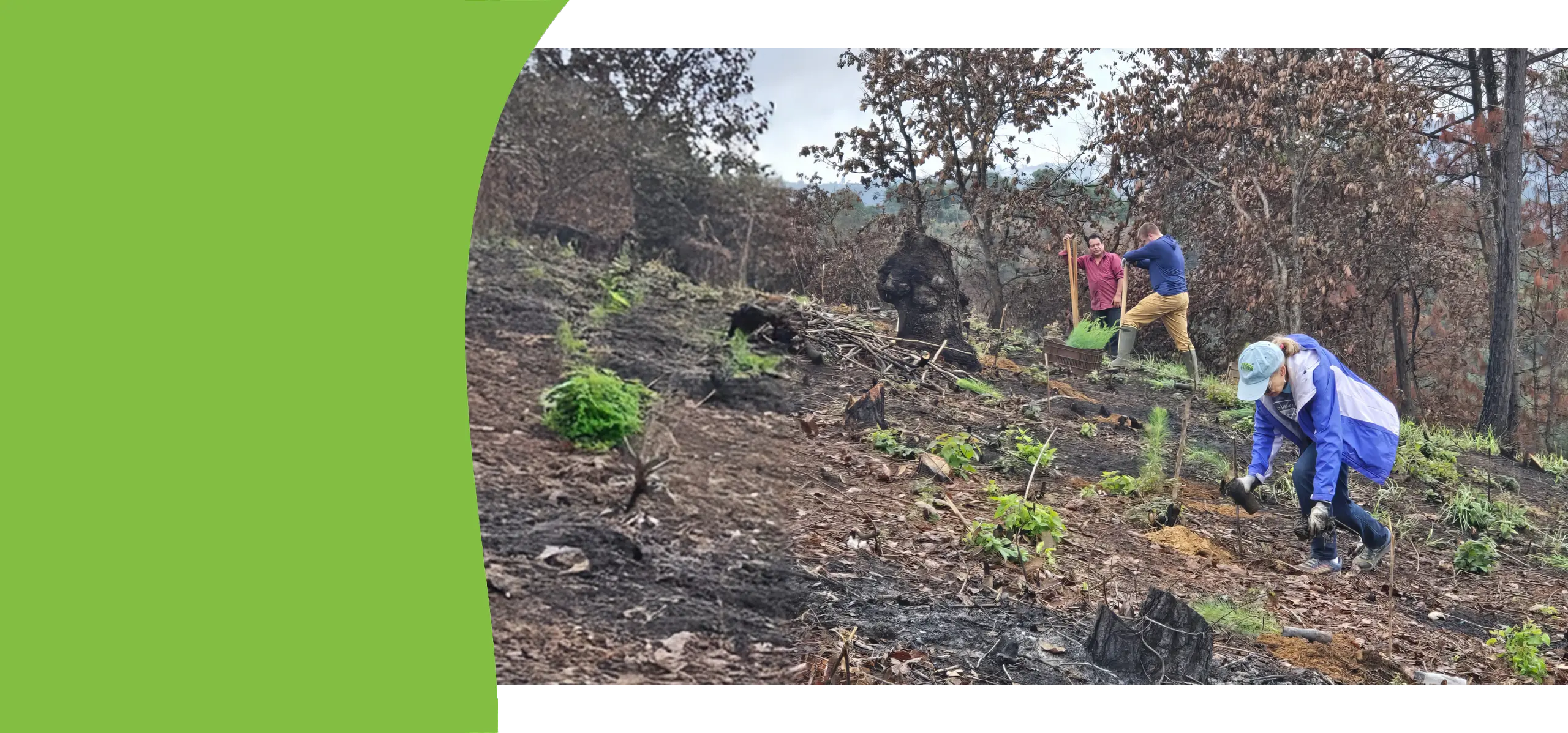 Air Guatemala Planting